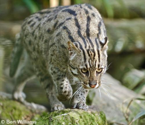  Images of Fishing Cat , Pics of Fishing Cat , Fishing Cat s images, Fishing Cat pictures gallery hd, Fishing Cat pictures
