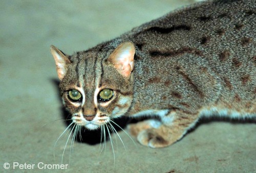 Rustyspotted Cat International Society for Endangered Cats (ISEC) Canada