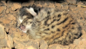 Black-footed Cat Project