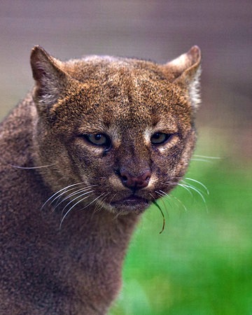 jaguarundi cats cat wild texas mexico receives animals snapshot society international recovery roadmap gulf coast native endangered habitat southern eyra